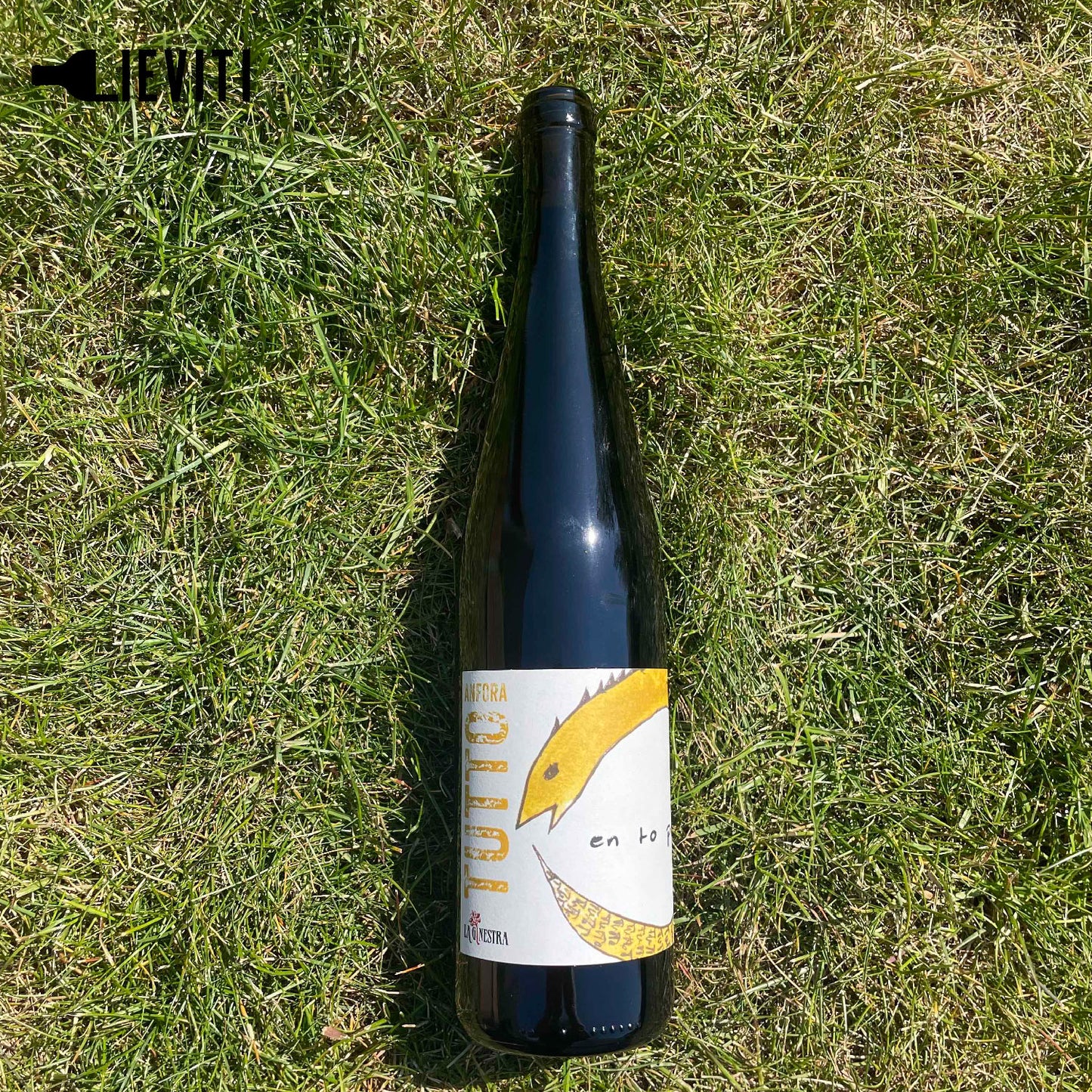 Tutto Anfora Trebbiano 2022