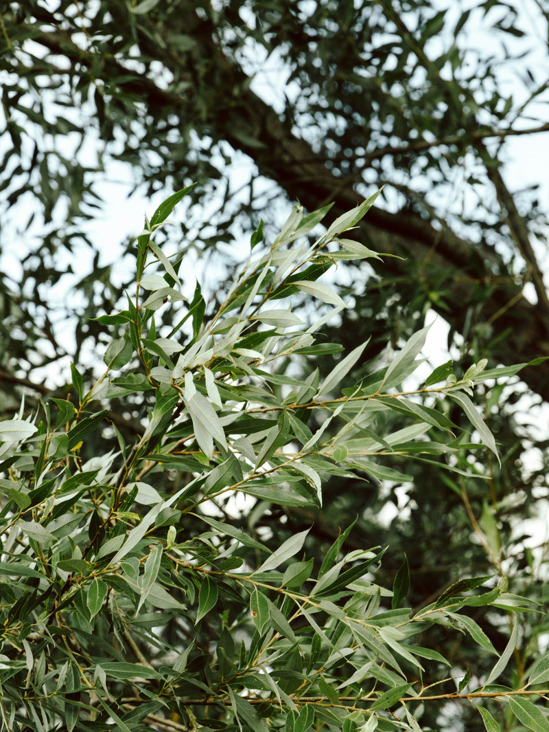 Balsamico, olie & andet